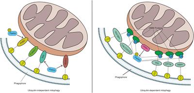 Mitophagy-associated programmed neuronal death and neuroinflammation